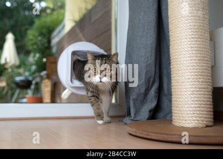 Tabby weiße britische Kurzhaarkatze, die durch Katzenklappe in einem Fenster geht, das fluchtartig neben dem kratzenden Pfosten nach vorne blickt Stockfoto