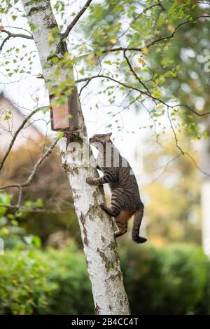 Tabby Haus-Kurzhaarkatze klettert auf Birke mit Vogelhaus im Hinterhof, der es betrachtet Stockfoto