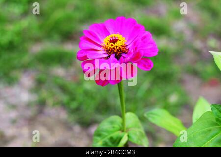 Schöne rosarote Blume im Blumengarten Stockfoto