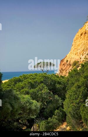 Atemberaubender Meerblick mit einer einzigen Kiefer an der portugiesischen Algarveküste Stockfoto