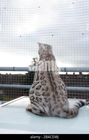 Rückansicht einer neugierigen jungen schwarzen, silberfarbenen Katze mit Rosettenbesen, die im Freien auf dem Balkon vor dem Katzensicherheitsnetz sitzt und nach unten blickt Stockfoto
