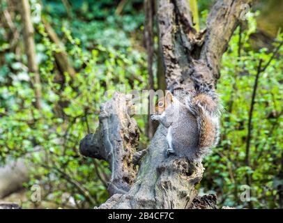 Gray Squirrel im Wald im Cosmeston Lakes Park in der Nähe von Penarth in Südwales Stockfoto