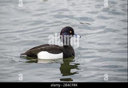 Tufted Bay Duck Aythya fuligula am Cosmeston Lake im Vale of Glamorgan South Wales Stockfoto