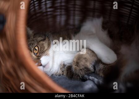 Portrait einer schönen, weißen britischen Kurzhaarkatze, die seitlich im bequemen Korb des Haustierträgers liegt und sich mit einem Auge entspannt auf die Kamera blickt Stockfoto