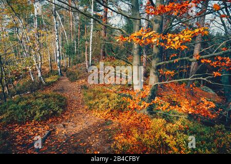 Wanderpfad im schönen Herbstwald mit goldfarbenen Bäumen und buntem Laub am sonnigen Tag. Stockfoto
