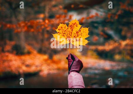 Hand im Handschuh, das ein goldgelbes Ahorn-Blatt gegen einen unscharfen Herbstwald mit Fluss hält. Stockfoto