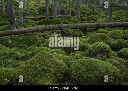 Schweden, SÖDERManland, Fichte Wald mit grünem Moos Stockfoto
