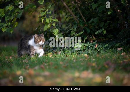 Tabby weiße britische Kurzhaarkatze auf der Schlägerei, die im Sonnenlicht unter einem Busch auf Gras läuft Stockfoto