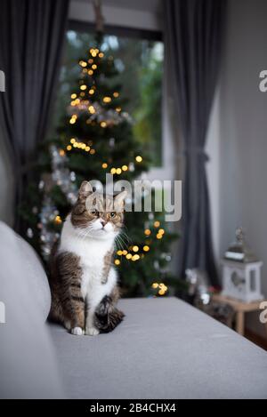 Porträt einer niedlichen Tabby weißen britischen Kurzhaarkatze auf der Couch vor dem weihnachtsbaum mit Bokeh-Lichtern im Hintergrund Stockfoto