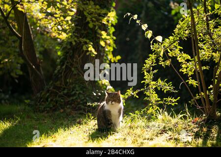 Tabby weiße britische Kurzhaarkatze, die im Sonnenlicht in der Natur neben einem Baum sitzt, der mit Efeuchen und verschiedenen Pflanzen bedeckt ist Stockfoto