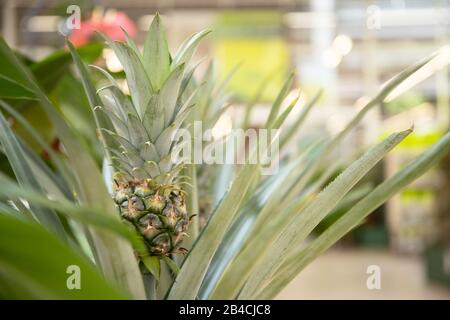 Kleine Ananas in einem Blumentopf. Schöne köstliche Ananas Stockfoto