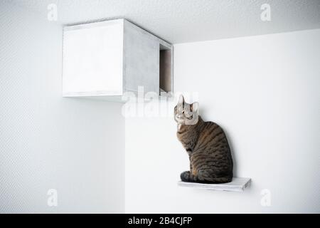 Tabby Domestic Shorthair CAT auf Schritt vor dem heimwerker-höhlenboden sitzend, das aussieht Stockfoto