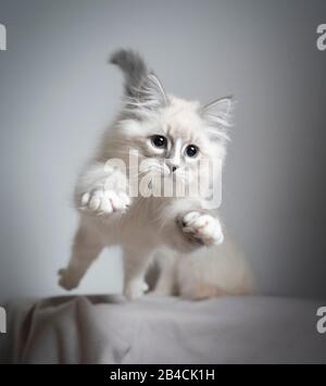 Süßes, verspieltes blau silbernes Tabby Point weißes ragdoll Kätzchen hüpft mit Blick nach vorne sehr fokussiert Stockfoto