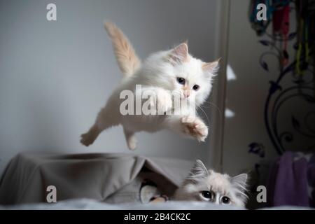 Süße cremefarbene silberne Tabby Point ragdoll Kätzchen springen in der Luft spielen Stockfoto