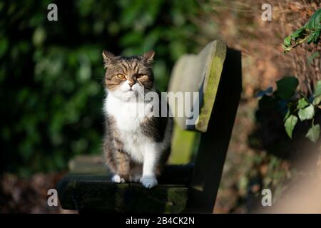 Britische Kurzhaarkatze sitzt auf Holzbank im Freien im Garten und blickt auf die Kamera im Sonnenlicht Stockfoto