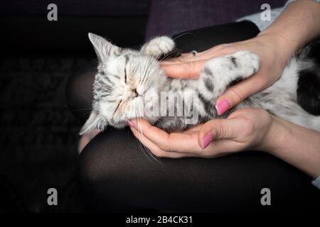 Sleepy Silver Tabby britische Shorthait Kätzchen genießen, von Frau gestreichelt zu werden Stockfoto