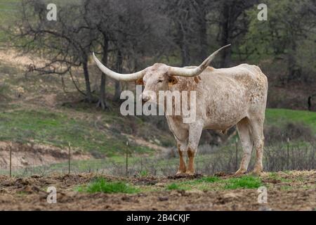 Schöner, abseits weißer Longhorn-Stier mit langen, gebogenen Hörnern und einem Muster orangebrauner Flecken, die seinen Körper bedecken, wie Freckles, die allein in einem Lauf stehen Stockfoto
