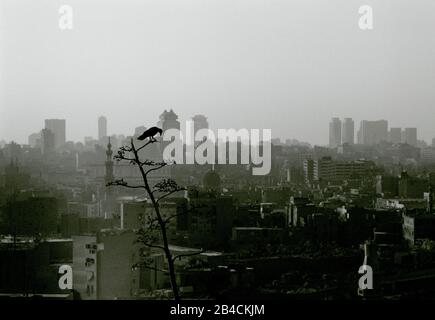 Reise - Dämmerung Sonnenuntergang Blick über die Innenstadt und islamischen Bezirken der Stadt Kairo aus Al Azhar Park in Ägypten in Nordafrika im Nahen Osten Stockfoto