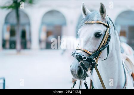 Porträt des weltberühmten Lipizzaner Hengstes legendäres Pferd der weißen Hengste. Spanische Hofreitschule in Wien. Stockfoto