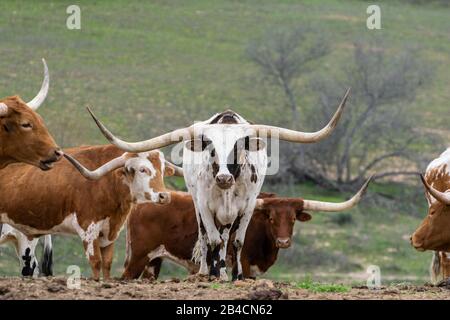 Ein großer weißer Longhorn-Stier mit langen, gebogenen Hörnern und braunen Flecken, die inmitten einer Rinderherde stehen, mit dem Kopf nach unten, wie er rerhält Stockfoto