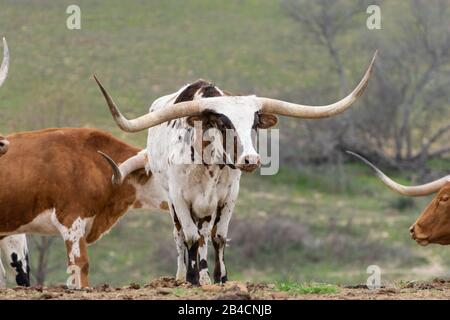 Ein wunderschöner weißer Longhorn-Stier mit braunen, schrockigen Flecken und einem Paar sehr langer, gebogener Hörner, die auf einer Ranch-Weide mit anderen Rindern aus seiner stehen Stockfoto