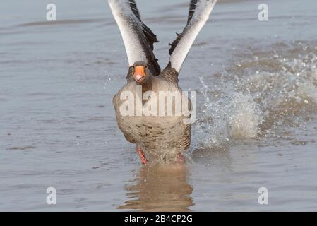 Graylag Gans (Anser Anser), die auf einem Marschland Pool, Gloucestershire, Großbritannien, im Januar ein weiteres aus seinem Gebiet jagen. Stockfoto