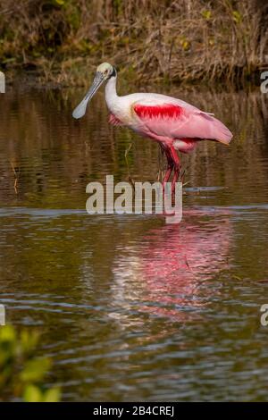 Ein Roseate Spoonbill (Platalea ajaja), der nach Nahrung weht und sucht, spiegelt sich im Wasser im Merritt Island National Wildlife Refuge in Florida wider, Stockfoto