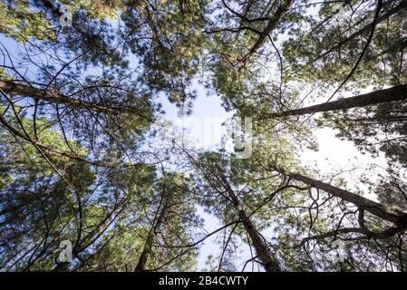 Spanien, Kanarische Inseln, La Palma, Parque Nacional Caldera de Taburiente National Park, Wald wachsen in der alten Lavafeld Stockfoto