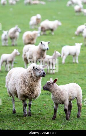 Cwmrheidol, Ceredigion, Wales, Großbritannien. März 2020 Wetter in Großbritannien: Ewe's und Lämmer weiden auf einem Feld entlang des Rheidol-Tals in Mittelwales, mit einem gemischten Tag von Sonne und Wolke. © Ian Jones/Alamy Live News Stockfoto