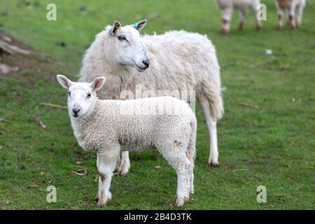 Cwmrheidol, Ceredigion, Wales, Großbritannien. März 2020 Wetter in Großbritannien: Ewe's und Lämmer weiden auf einem Feld entlang des Rheidol-Tals in Mittelwales, mit einem gemischten Tag von Sonne und Wolke. © Ian Jones/Alamy Live News Stockfoto