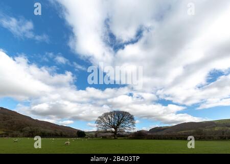 Cwmrheidol, Ceredigion, Wales, Großbritannien. März 2020 Wetter in Großbritannien: Ewe's und Lämmer weiden auf einem Feld entlang des Rheidol-Tals in Mittelwales, mit einem gemischten Tag von Sonne und Wolke. © Ian Jones/Alamy Live News Stockfoto