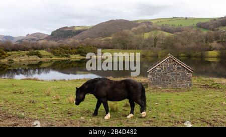 Cwmrheidol, Ceredigion, Wales, Großbritannien. März 2020 Großbritannien Wetter: Ein Pferd grast auf einem Feld entlang des Rheidol-Tals in Mittelwales, mit einem gemischten Tag von Sonne und Wolke. © Ian Jones/Alamy Live News Stockfoto