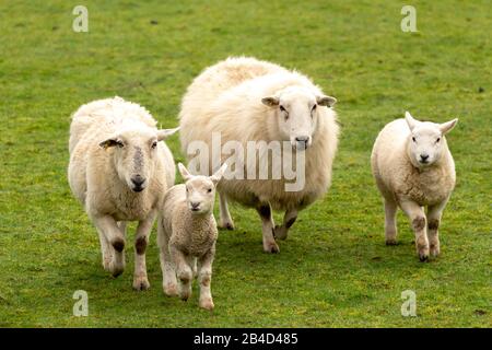 Cwmrheidol, Ceredigion, Wales, Großbritannien. März 2020 Wetter in Großbritannien: Ewe's und Lämmer weiden auf einem Feld entlang des Rheidol-Tals in Mittelwales, mit einem gemischten Tag von Sonne und Wolke. © Ian Jones/Alamy Live News Stockfoto