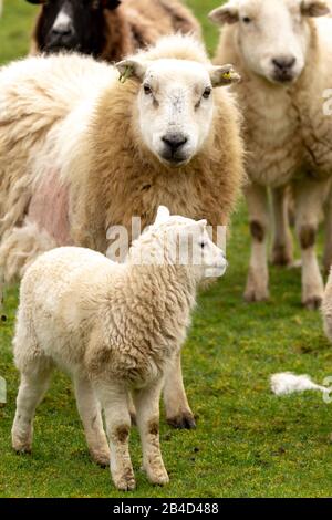 Cwmrheidol, Ceredigion, Wales, Großbritannien. März 2020 Wetter in Großbritannien: Ewe's und Lämmer weiden auf einem Feld entlang des Rheidol-Tals in Mittelwales, mit einem gemischten Tag von Sonne und Wolke. © Ian Jones/Alamy Live News Stockfoto