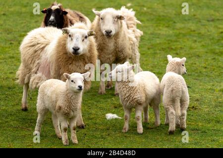 Cwmrheidol, Ceredigion, Wales, Großbritannien. März 2020 Wetter in Großbritannien: Ewe's und Lämmer weiden auf einem Feld entlang des Rheidol-Tals in Mittelwales, mit einem gemischten Tag von Sonne und Wolke. © Ian Jones/Alamy Live News Stockfoto