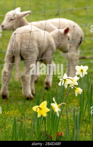 Cwmrheidol, Ceredigion, Wales, Großbritannien. März 2020 Wetter in Großbritannien: Ewe's und Lämmer weiden auf einem Feld entlang des Rheidol-Tals in Mittelwales, mit einem gemischten Tag von Sonne und Wolke. © Ian Jones/Alamy Live News Stockfoto