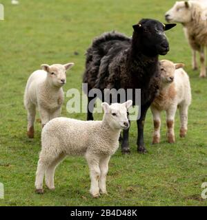 Cwmrheidol, Ceredigion, Wales, Großbritannien. März 2020 Wetter in Großbritannien: Ewe's und Lämmer weiden auf einem Feld entlang des Rheidol-Tals in Mittelwales, mit einem gemischten Tag von Sonne und Wolke. © Ian Jones/Alamy Live News Stockfoto