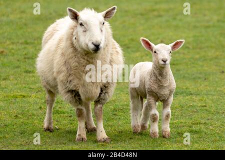 Cwmrheidol, Ceredigion, Wales, Großbritannien. März 2020 Wetter in Großbritannien: Ewe's und Lämmer weiden auf einem Feld entlang des Rheidol-Tals in Mittelwales, mit einem gemischten Tag von Sonne und Wolke. © Ian Jones/Alamy Live News Stockfoto