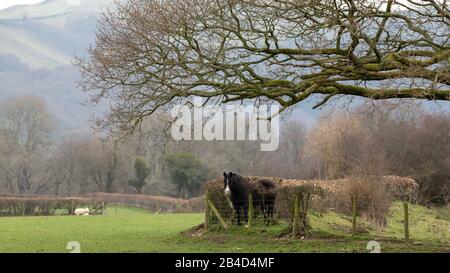 Cwmrheidol, Ceredigion, Wales, Großbritannien. März 2020 Großbritannien Wetter: Ein Pferd, das auf einem Feld entlang des Rheidol-Tals in Mittelwales steht, mit einem gemischten Tag aus Sonne und Wolke. © Ian Jones/Alamy Live News Stockfoto