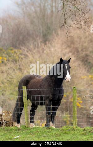 Cwmrheidol, Ceredigion, Wales, Großbritannien. März 2020 Großbritannien Wetter: Ein Pferd, das auf einem Feld entlang des Rheidol-Tals in Mittelwales steht, mit einem gemischten Tag aus Sonne und Wolke. © Ian Jones/Alamy Live News Stockfoto