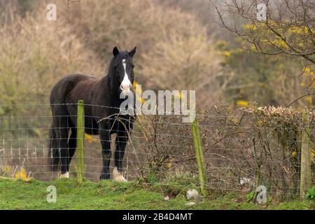 Cwmrheidol, Ceredigion, Wales, Großbritannien. März 2020 Großbritannien Wetter: Ein Pferd, das auf einem Feld entlang des Rheidol-Tals in Mittelwales steht, mit einem gemischten Tag aus Sonne und Wolke. © Ian Jones/Alamy Live News Stockfoto