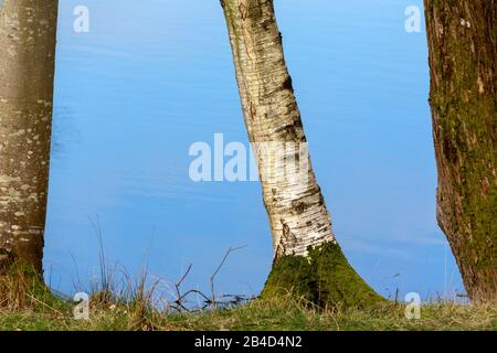 Cwmrheidol, Ceredigion, Wales, Großbritannien. März 2020 Großbritannien Wetter: Blauer Himmel, der im Wasser entlang des Rheidol-Tals in Mittelwales reflektiert wird, mit einem gemischten Tag von Sonnenschein und Wolke. © Ian Jones/Alamy Live News Stockfoto