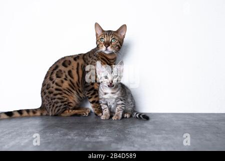 Zwei bengalische Kätzchen stehen auf Betonboden vor der weißen Wand. Das jüngere bengalische Kätzchen schaut auf das Mäden der Kamera. Stockfoto