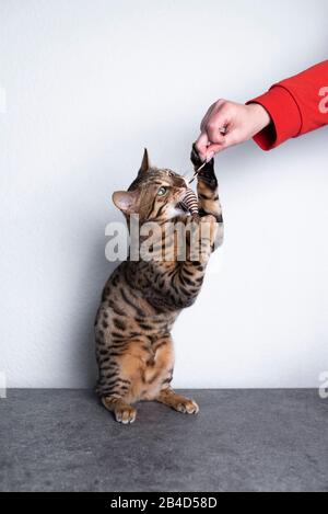 Brown gefleckte tabby-bengalen-Kätzchen, die mit Katzen-Spielzeug spielen, das von weiblichen Personen Hand gehalten wird Stockfoto