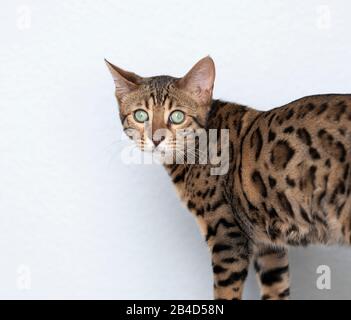 Nahaufnahme des Porträts einer jungen bengalischen Katze vor der weißen Wand mit Blick auf die Kamera Stockfoto