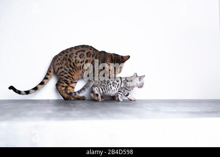 Zwei bengalische Kätzchen, die auf Betonboden vor der weißen Wand stehen, die älteren Kätzchen pflegen die jüngere. Stockfoto