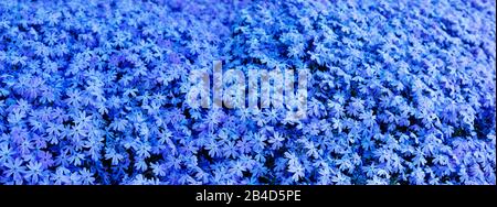 Polsterung phlox, blauer Blumenhintergrund Stockfoto