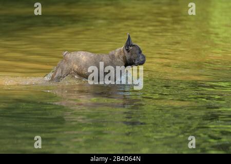 Französische Bulldogge, Welpen läuft durch den Fluss Stockfoto