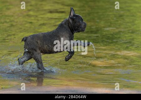 Französische Bulldogge, Welpen läuft durch den Fluss Stockfoto