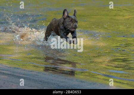 Französische Bulldogge, Welpen läuft durch den Fluss Stockfoto